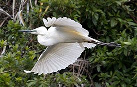 White Heron Sanctuary Tours