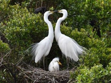 White Heron Sanctuary Tours